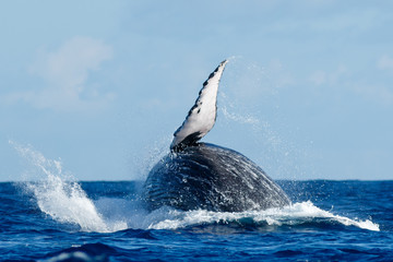 Naklejka premium Humpback whale breaching.