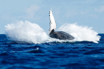 Fototapeta premium Humpback whale breaching.