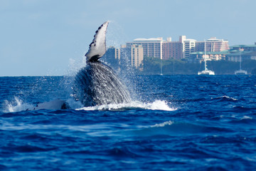 Fototapeta premium Humpback whale breaching.