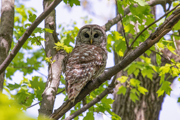 A Barred Owl perched in a tree