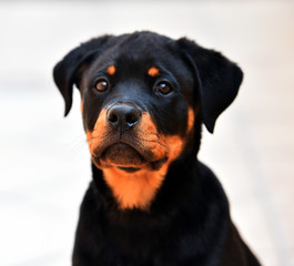pet
