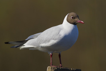 Seagull is shot close-up.