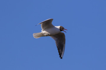 A seagull is flying against the blue sky.
