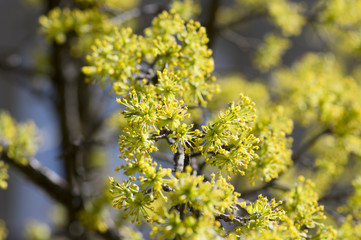 Cornus mas tree branches during early springtime, Cornelian cherry flowering