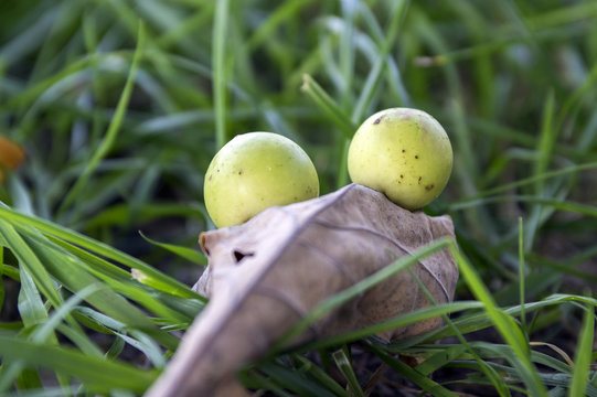 Oak apples, parasite balls on oak leaves in the grass