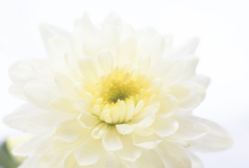 White chrysanthemum flower