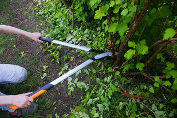 Cut with bypass lopper old shoots of shrubs / Physocarpus opulifolius / - obrazy, fototapety, plakaty