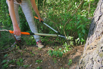 Cut with bypass lopper old shoots of shrubs / Ligustrum /