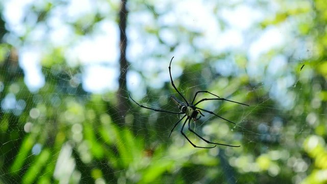 Spider on web in forest, Thailand.