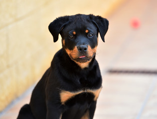 rottweiler
