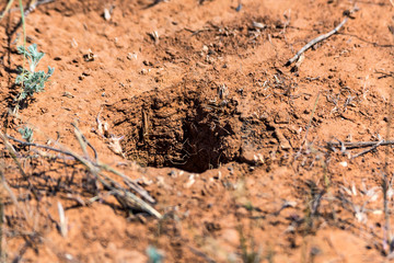 Gopher's burrow in the ground