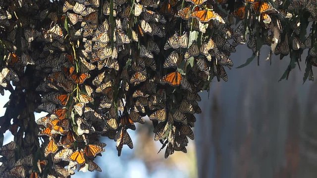 Monarch Butterflies Migration