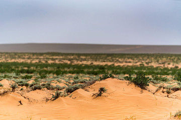Fototapeta na wymiar Semi-desert landscape with sagebrush