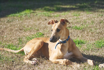 Young galgo playing happy outdoor in autumn