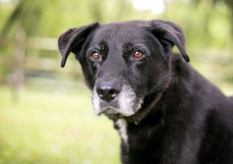 Fototapeta premium A black mixed breed senior dog with a gray muzzle