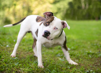 A brindle and white Pit Bull Terrier mixed breed dog with heterochromia, listening with a head tilt