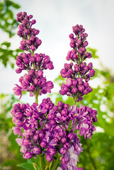 Lilac. Lilacs, syringa or syringe. Colorful purple lilacs blossoms with green leaves. Floral pattern. Lilac background texture. Lilac wallpaper.