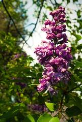 Lilac. Lilacs, syringa or syringe. Colorful purple lilacs blossoms with green leaves. Floral pattern. Lilac background texture. Lilac wallpaper.