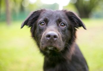 Naklejka premium Close up of a furry black mixed breed puppy outdoors