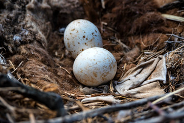 Eggs of Steppe eagle or Aquila nipalensis