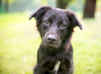 A furry black mixed breed puppy listening with a head tilt