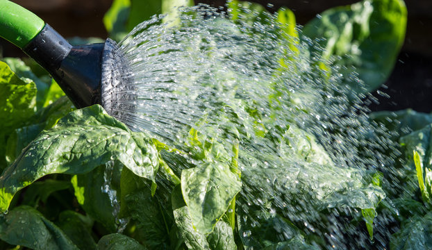 Gartenarbeit, gie&szlig;en von Spinatpflanzen