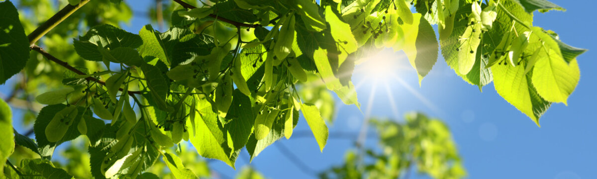 Fr&uuml;hling 450