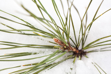 Naklejka na ściany i meble Branch of the pine tree in the snow