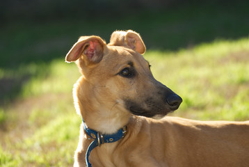 Young galgo playing happy outdoor in autumn