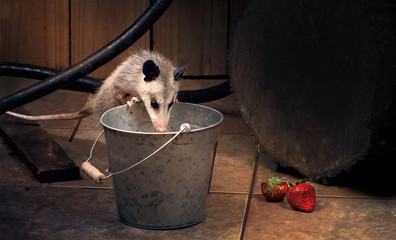 Young  Virginia opossum (Didelphis virginiana) checks what's in the bucket. Night scene, backyard. Texas, United States