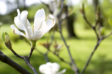 Fototapeta na wymiar White magnolia on a branch. Spring white flower in the park.