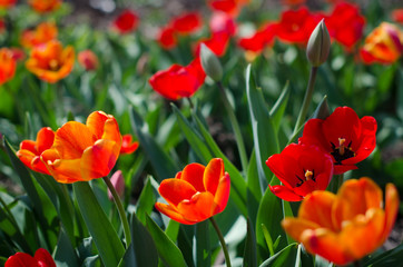 Fototapeta premium Group of red tulips in the city park
