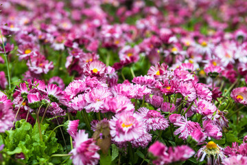 Pink daisies