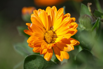 Close up of an orange flower in the garden