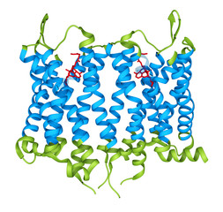 Biological Structure of an Opioid Receptor Membrane Protein