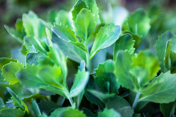 Young green leaves of Sedum