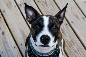 Mixed Breed Dog on Porch