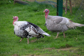 beautiful turkeys in a meadow