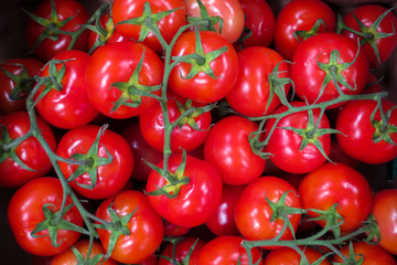 Bright red tomatoes with green branches