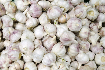 White garlic background