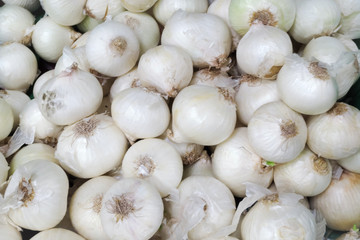 White onion background