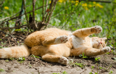 the ginger cat rolls in the grass