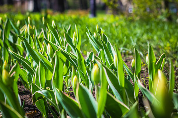 green buds of tulips on the flowerbed