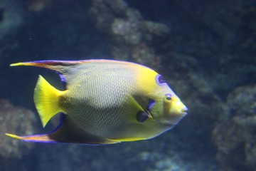 poisson bleu, jaune et gris dans son aquarium