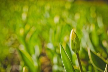 green buds of tulips on the flowerbed