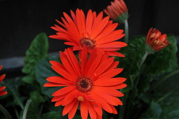 gerbera rossa