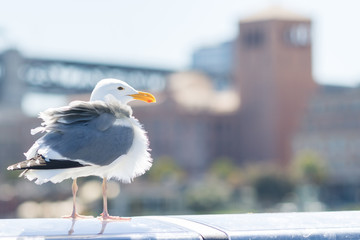 Tousled bird seagull with city on background