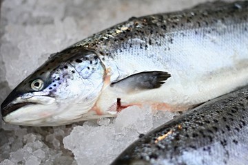 fish that has been caught in the sea