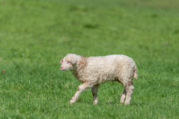 Little lamb
