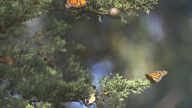Monarch Butterflies Migration
